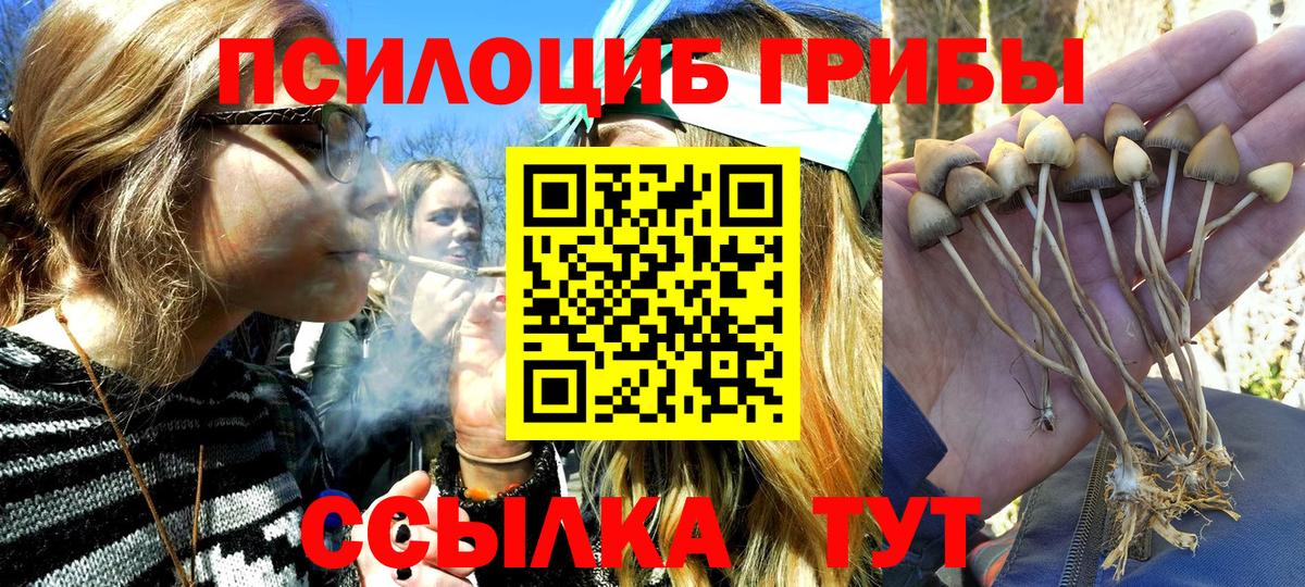 Псилоцибиновые грибы прущие грибы Губаха
